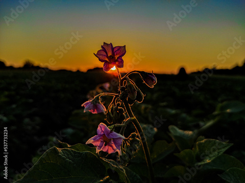 flower in the sunset
