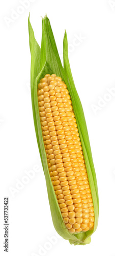 corn ear with leaves isolated on white. the entire image in sharpness.