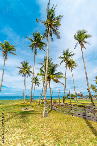 Gorgeous landscape of tree palms on the beach
