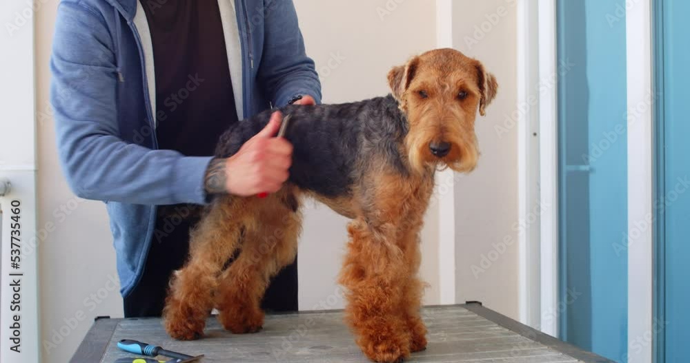 Grooming process of welsh terrier dog. Male groomer removing dead hairs