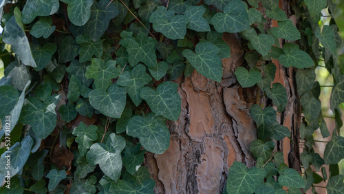 Climbing plant wraps around the trunk of the tree, the background of the tree and the leaves