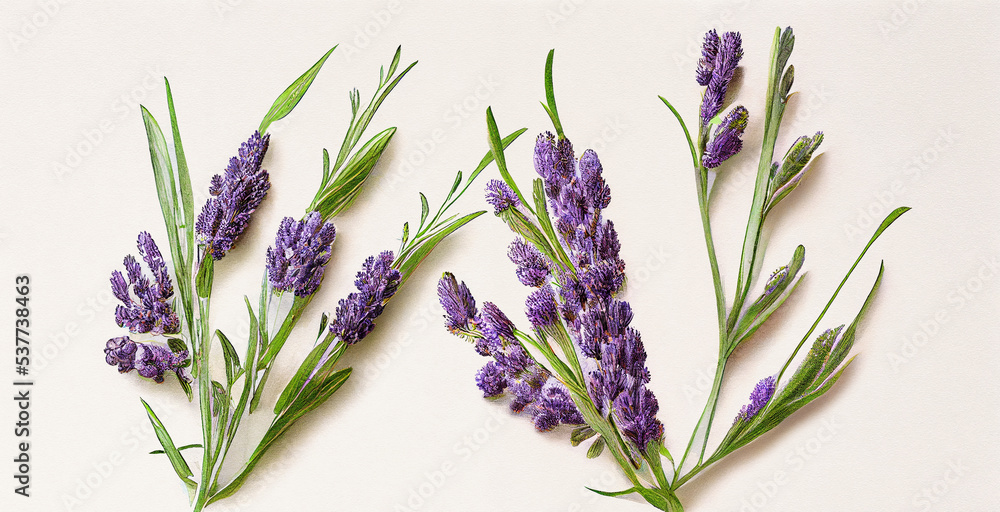 Fototapeta premium Lavender (Lavandula), Botanical illustration on white paper. The best medicinal plants, their effects and contraindications. Natural medicine. Plant properties