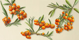 Hippophae rhamnoides (Sea buckthorn). Botanical illustration on white paper. The best medicinal plants, their effects and contraindications. Natural medicine. Plant properties