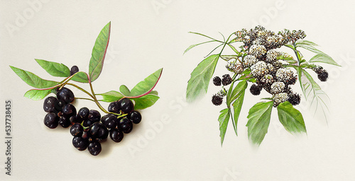 Elderberry (Sambucus nigra). Botanical illustration on white paper. The best medicinal plants, their effects and contraindications. Natural medicine. Plant properties