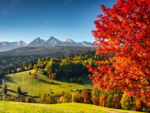 Fototapeta Naklejka Na Ścianę i Meble -  Beautiful autumn with a red tree under the Tatra Mountains at sunrise. Slovakia