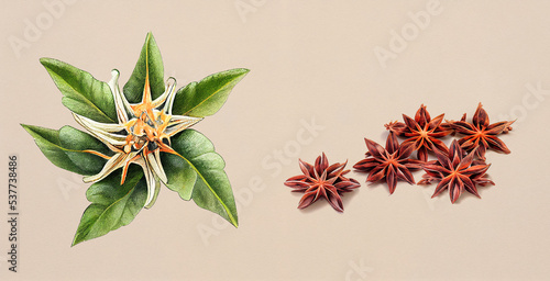 Star anise (Illicium verum). Botanical illustration on white paper. The best medicinal plants, their effects and contraindications. Natural medicine. Plant properties