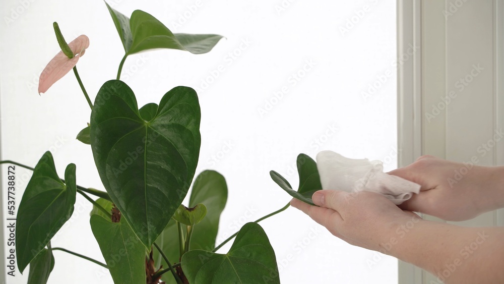 Close-up of male hands washing juicy green fresh leaves of a house plant. Human caring of growing plants. Indoor greenery. Domestic lifestyle.