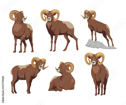 Brown bighorn in different poses cartoon illustration set. Ram, sheep, mascot with big horns sitting and standing flat vector illustration isolated on white background. Animal, aggression concept photo