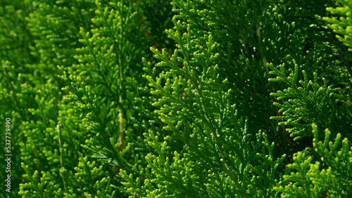 Green coniferous branches of thuja, plant background, cover