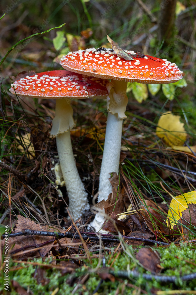 2 Fliegenpilze seitlich auf einen Walboden 2 Fliegenpilze seitlich auf einen Walboden