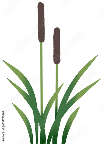 Reed mace cat tails plant 2 size painting
