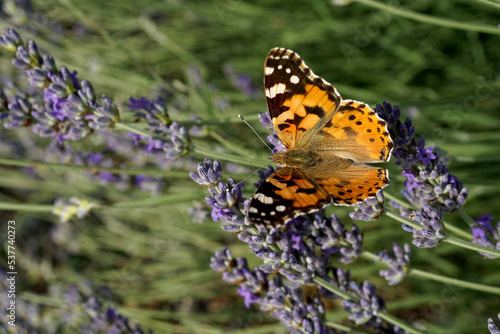 Farfalla vola su campo fiorito di lavanda photo