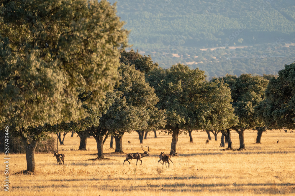 Fototapeta premium Beautiful landscape of a forest of oaks and a deer chasing the hinds in the bellowing in the cabañeros national park in Ciudad real, Spain