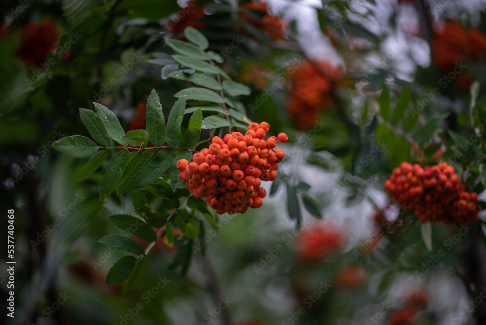 Rowan on a branch. Red berries on green leaves background. Sorbus aucuparia.
