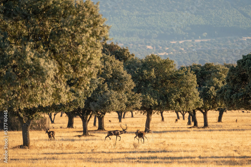 Beautiful landscape of a forest of oaks and a deer chasing the hinds in the bellowing in the cabañeros national park in Ciudad real, Spain