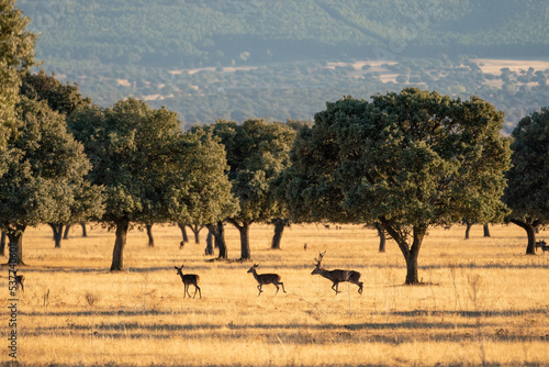 Beautiful landscape of holm oaks and a deer chasing the hinds in the bellowing in the Cabañeros National Park in Ciudad Real, Spain