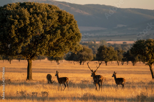 Beautiful portrait of a herd of deer walking in the bellowing in Cabañeros National Park in Ciudad Real, Spain