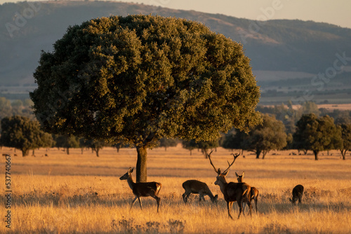 Beautiful portrait of a herd of deer walking among oaks in the bellowing in Cabañeros National Park in Ciudad Real, Spain