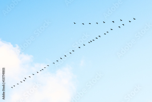 Black cormorants flying in a V formation against the sky on the Baltic Sea in Lithuania. Birds migration concept photo