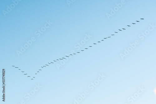 Black cormorants flying in a V formation against the sky on the Baltic Sea in Lithuania. Birds migration concept