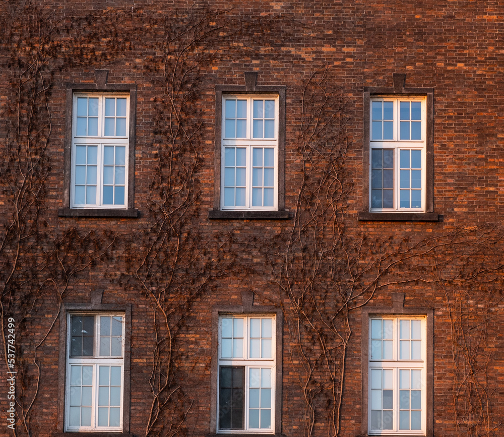 Fototapeta premium Ivy growing on the facade of a brick wall in the Wawel castle. Wawel Royal Castle, a castle residence located in the center of Krakow. The UNESCO World Heritage Site