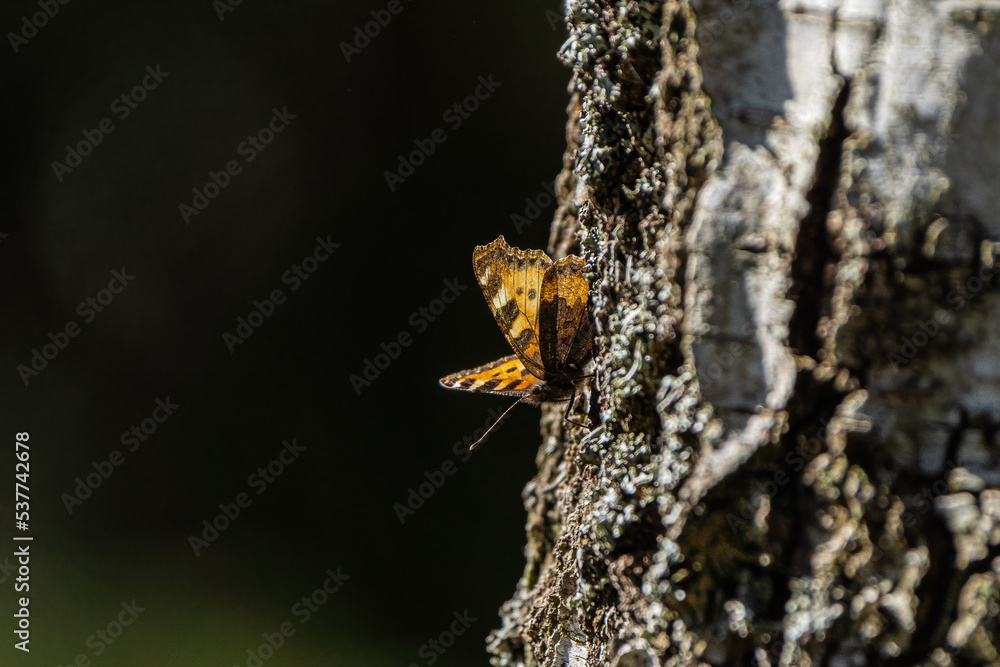 butterfly on tree butterfly on tree