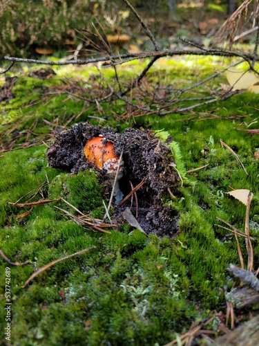 close up of a flybane in the woods photo