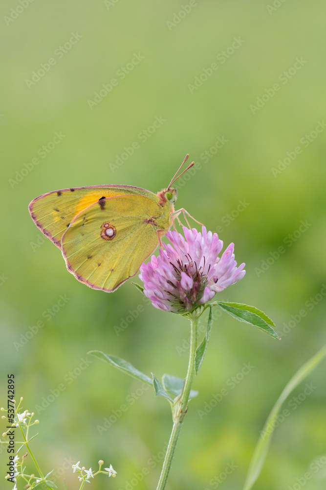 Clouded yellow butterfly (Colias crocea) resting on a clover blossom. Clouded yellow butterfly (Colias crocea) resting on a clover blossom.