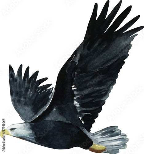 Watercolor bald eagle clipart png