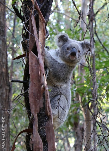 Photography Vertical shot of a gray koala hanging on a tree