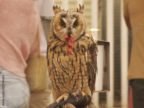 Owl eating