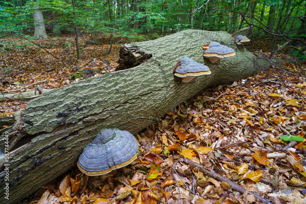 Obraz premium fomes fomentarius fungus