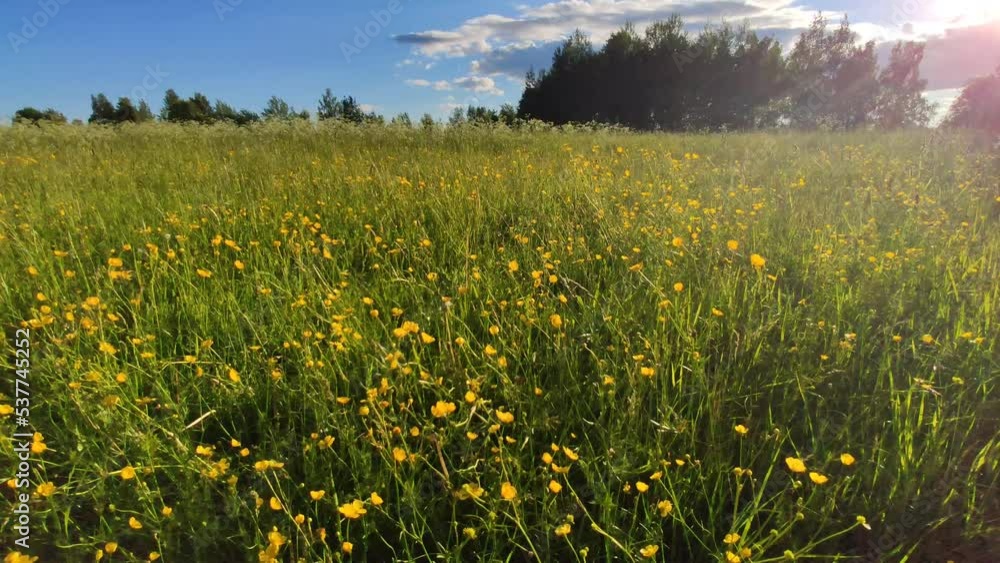 Wildflowers on green field. Wild nature in the countryside. Summer landscape. Wildflowers on green field. Wild nature in the countryside. Summer landscape.