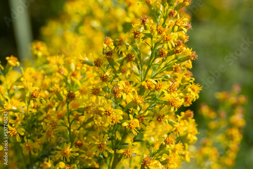 Close up of the blooming yellow inflorescence of Solidago canadensis, known as Canada goldenrod or Canadian goldenrod.