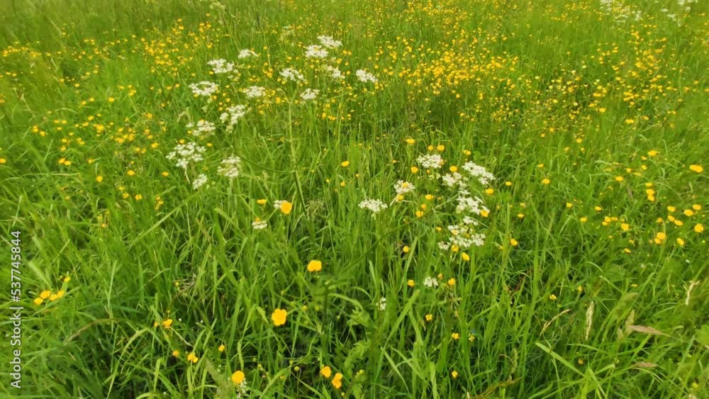 Wild Ranunculus or Buttercup plants on summer field. Yellow wildflowers in a windy day. Wild Ranunculus or Buttercup plants on summer field. Yellow wildflowers in a windy day.