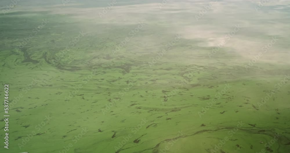 Green blooming water in the river. Reflection of the sky in the calm ...
