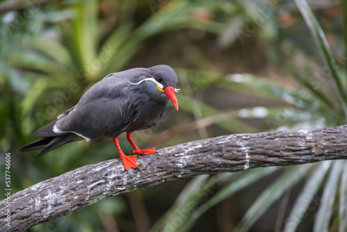 Inca Tern sitting on a branch