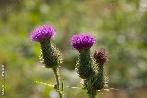 The alpine thistle (Carduus defloratus), even mountain-thistle called, is a plant from the genus of carduus (Carduus)