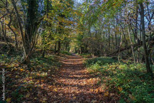 Hiking on a fine autumn day near South Harting  West Sussex  England