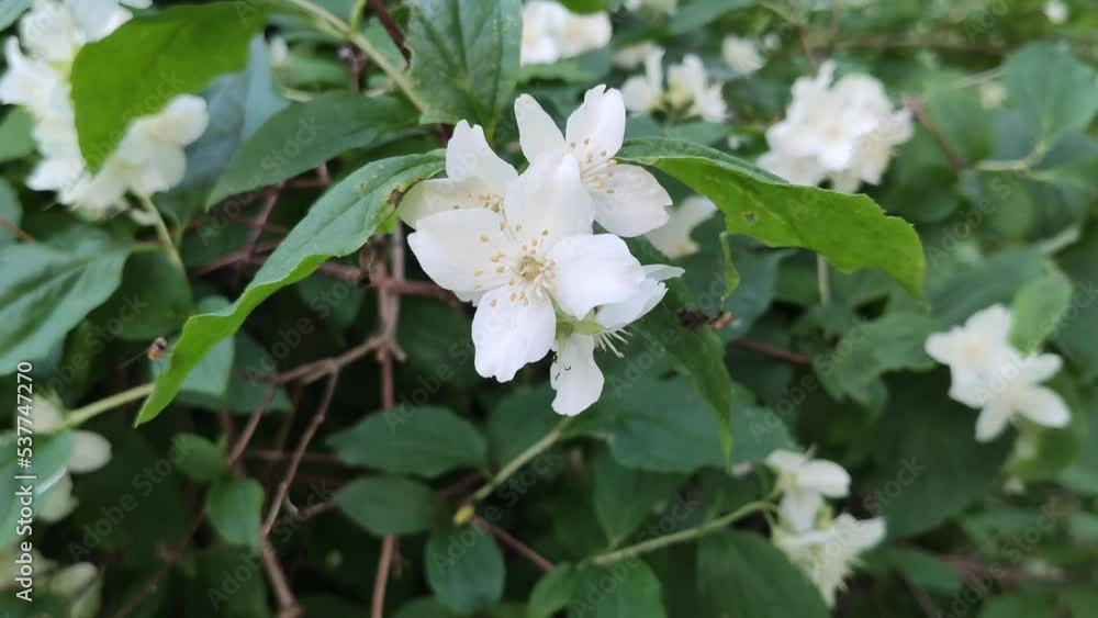 Philadelphus white fragrant flowers Philadelphus white fragrant flowers