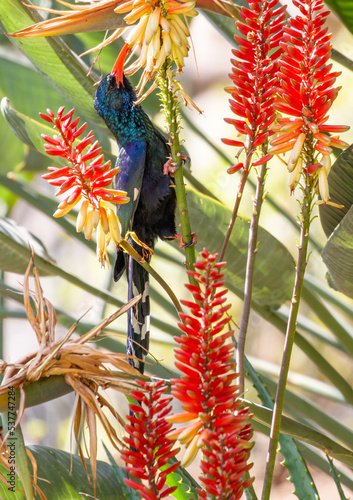 Green or Red-billed Wood-Hoopoe on Aloe plant, South Africa photo