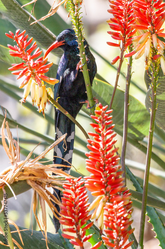 Green or Red-billed Wood-Hoopoe on Aloe plant, South Africa photo