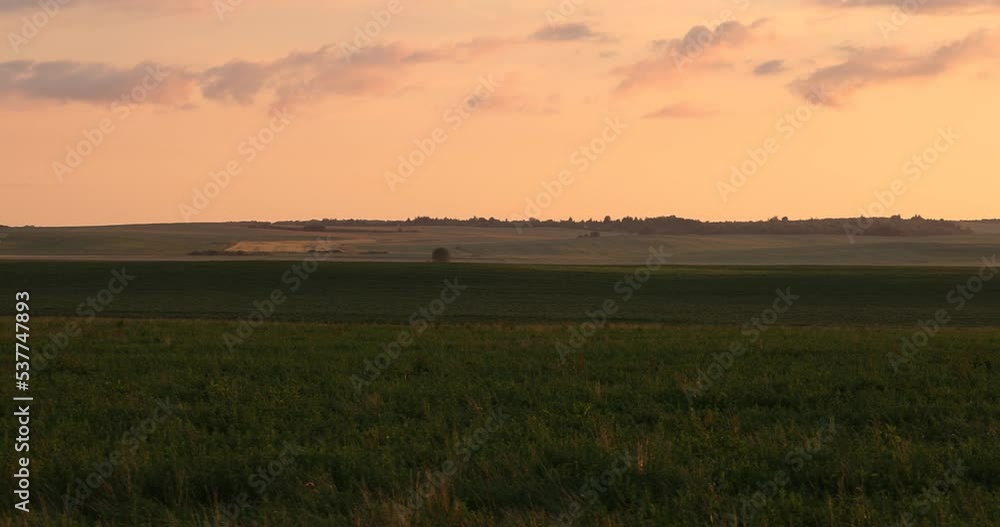 A field at sunset with flying insects, a field at dusk during sunset A field at sunset with flying insects, a field at dusk during sunset