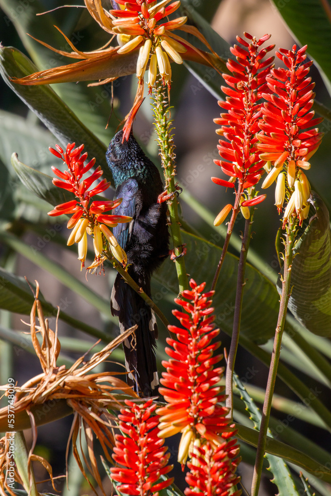 Obraz premium Green or Red-Billed Wood-hoopoe looking for nectar on a Flowering Aloe plant, South Africa