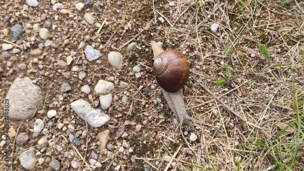 Garden snail crawling on the ground. Garden snail crawling on the ground.
