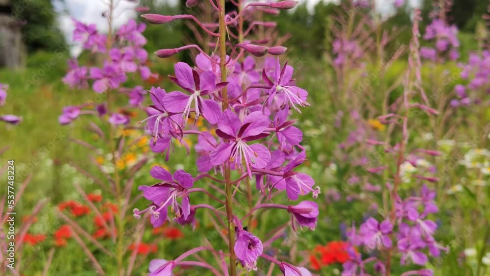 Blooming Sally medical plant in flowering season. Epilobium Species, Fireweed, Great Willowherb or Rosebay Willow Herb purple flowers. Blooming Sally medical plant in flowering season. Epilobium Species, Fireweed, Great Willowherb or Rosebay Willow Herb purple flowers.