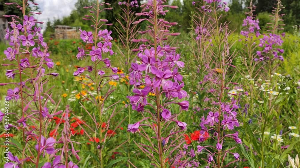Blooming Sally medical plant in flowering season. Epilobium Species, Fireweed, Great Willowherb or Rosebay Willow Herb purple flowers. Blooming Sally medical plant in flowering season. Epilobium Species, Fireweed, Great Willowherb or Rosebay Willow Herb purple flowers.