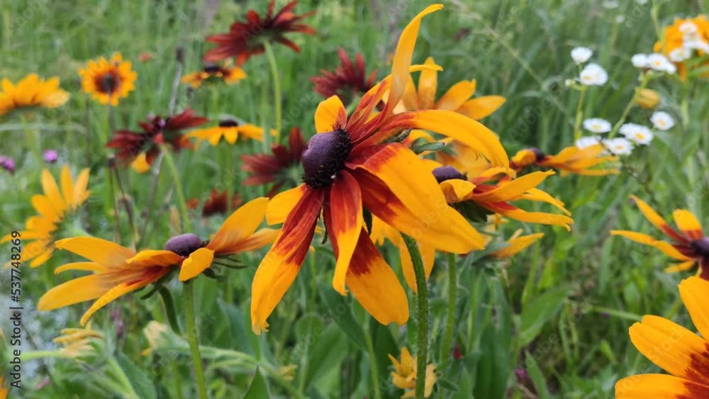 Black-eyed Susan or Rudbeckia hirta plant, brown betty, gloriosa daisy, golden Jerusalem. Yellow flowers. Black-eyed Susan or Rudbeckia hirta plant, brown betty, gloriosa daisy, golden Jerusalem. Yellow flowers.