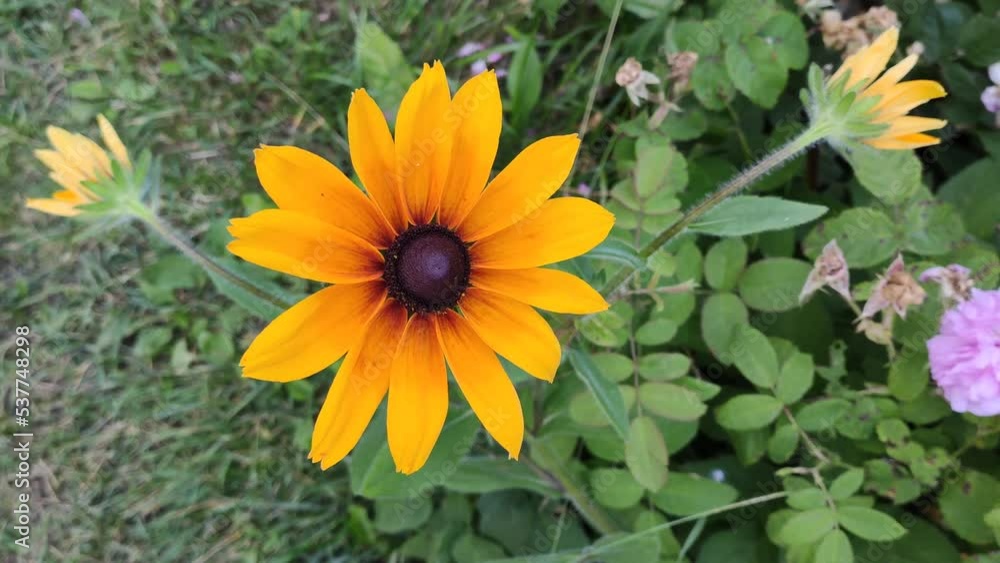 Black-eyed Susan or Rudbeckia hirta plant, brown betty, gloriosa daisy, golden Jerusalem. Yellow flowers. Black-eyed Susan or Rudbeckia hirta plant, brown betty, gloriosa daisy, golden Jerusalem. Yellow flowers.