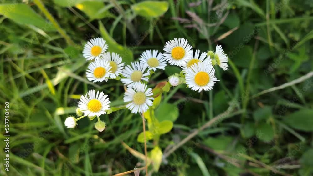 Wildflowers on the summer field. Plants and flowers in flowering season. Wild nature details in the countryside. Latvia, Europe. Wildflowers on the summer field. Plants and flowers in flowering season. Wild nature details in the countryside. Latvia, Europe.